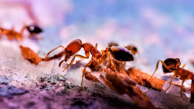 quel est le moyen le plus rapide de se débarrasser des fourmis substances poudreuses borax terre diatomées