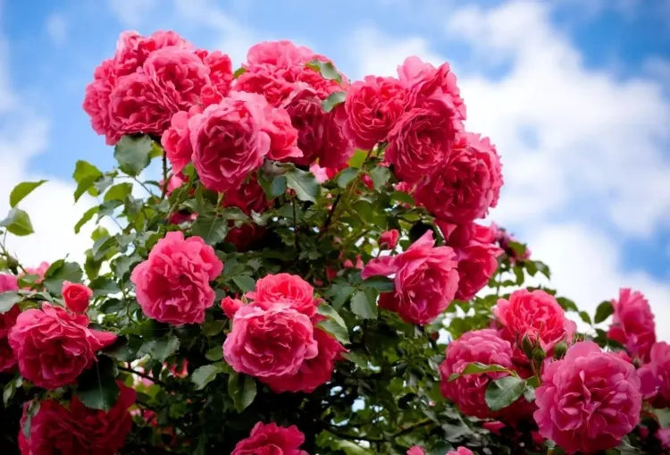 quelles fleurs pour balcon plein sud rosier