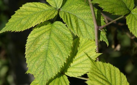 quels sont les bienfaits et les propriétés des feuilles de ronces 2022