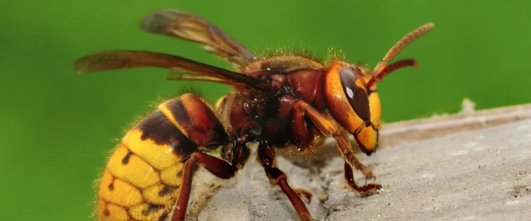 Piqûre de frelon