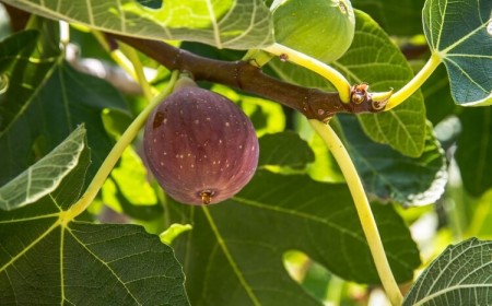 qu'est-ce qui ne va pas avec mon figuier figues vertes dressées droit veloutées fruits mûrs pendants peau lisse