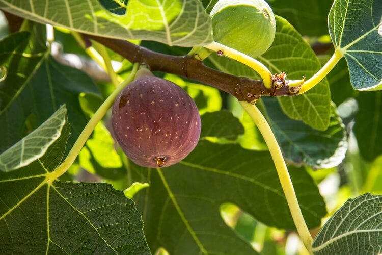 qu'est-ce qui ne va pas avec mon figuier figues vertes dressées droit veloutées fruits mûrs pendants peau lisse