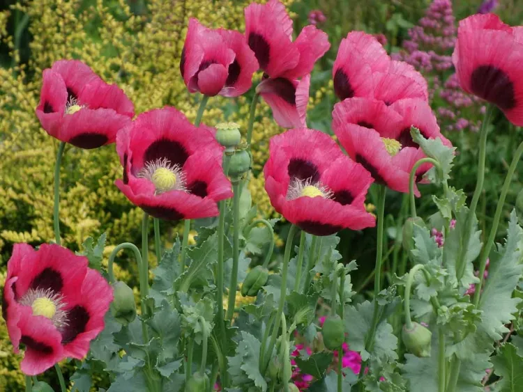quoi semer au jardin en septembre pavot opium champs coccinelle californie bordures