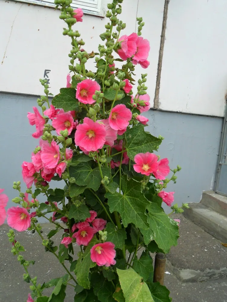 rose trémière en pot balcon fertiliser engrais riche phosphore pauvre azote