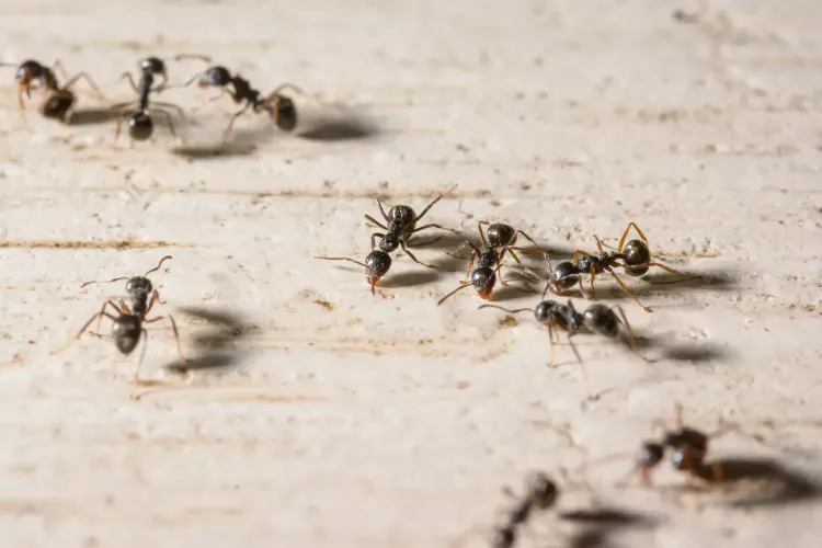 se débarrasser des fourmis dans la cuisine 2022 