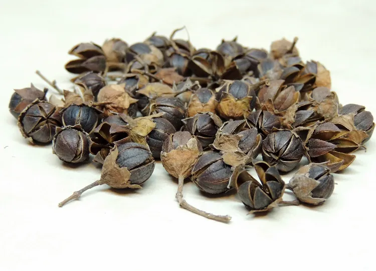 semer des graines de lilas des indes