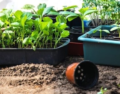 semis de septembre au jardin bonne idée récolte précoce printemps sol vide gagner temps