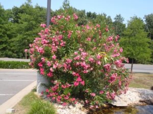 tailler un laurier rose favoriser prochaine floraison créer meilleure forme arbuste assurer bonne aération
