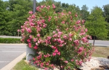 tailler un laurier rose favoriser prochaine floraison créer meilleure forme arbuste assurer bonne aération
