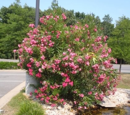 tailler un laurier rose favoriser prochaine floraison créer meilleure forme arbuste assurer bonne aération