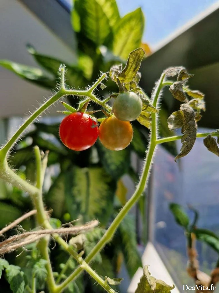 Cherry tomatoes for the sauce