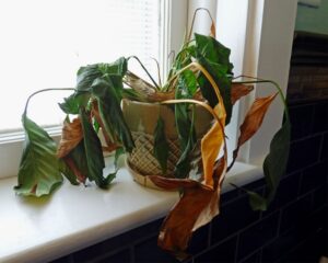 truc pour faire revivre une plante fanée que faire étapes à suivre astuces pour sauver une plante morte