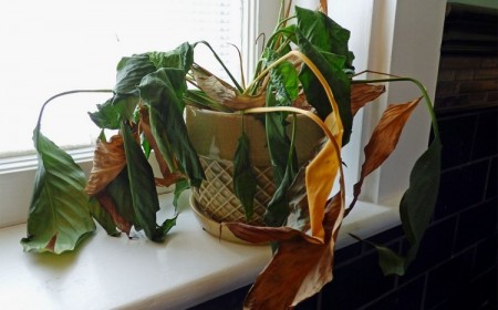 truc pour faire revivre une plante fanée que faire étapes à suivre astuces pour sauver une plante morte