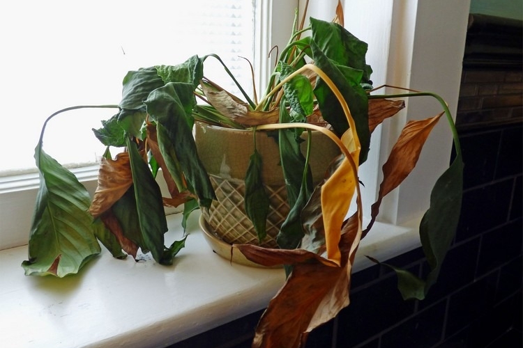 truc pour faire revivre une plante fanée que faire étapes à suivre astuces pour sauver une plante morte