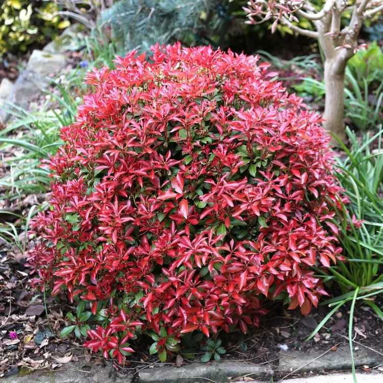 Andromède du Japon petit arbuste persistant jardin rouge automne