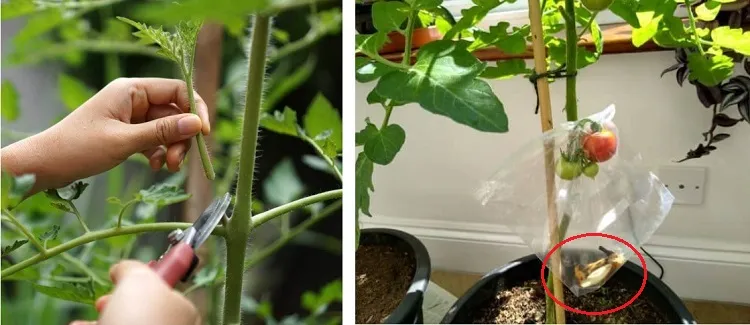 Comment faire murir des tomates vertes du jardin avant la fin de l’été