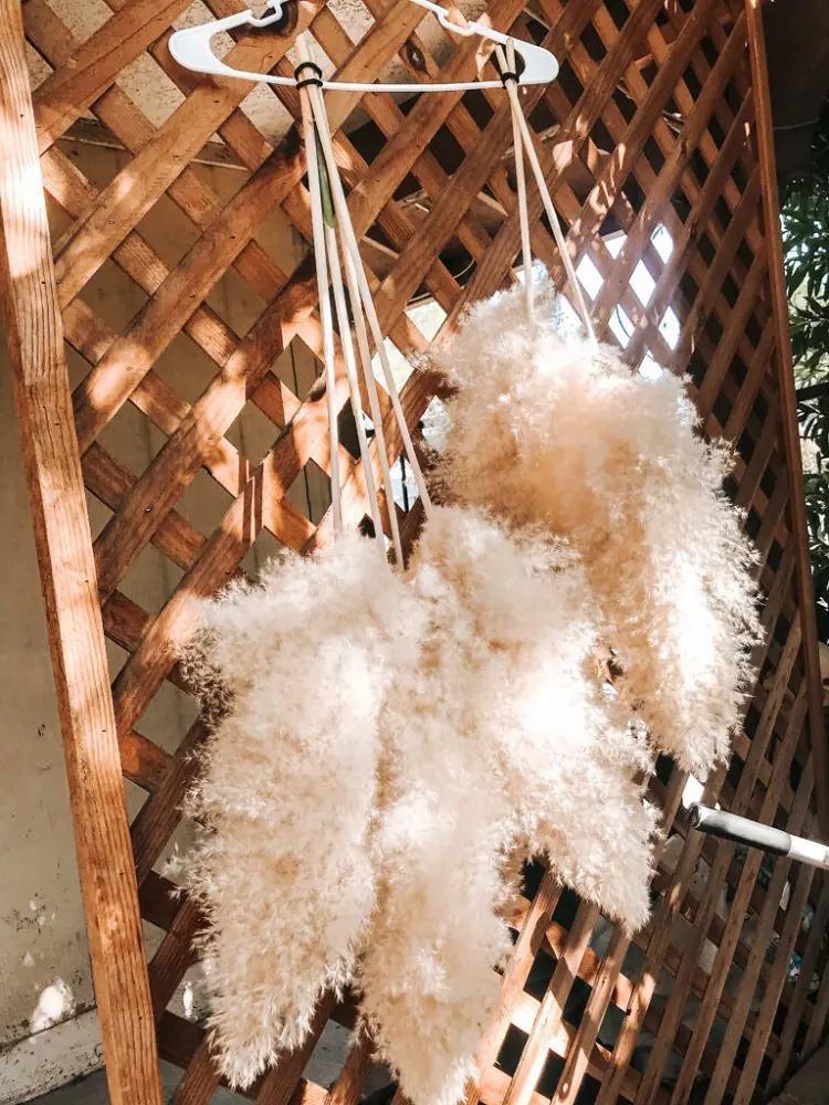 how to dry pampas flower