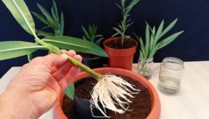 Comment faire une bouture de laurier rose