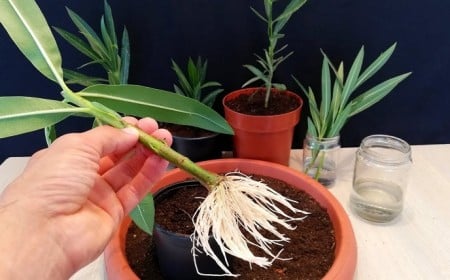 Comment faire une bouture de laurier rose