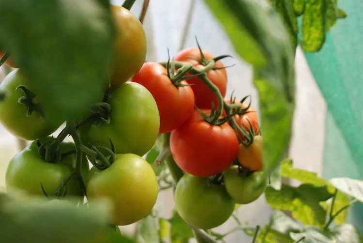 Comment garder les plants de tomates 