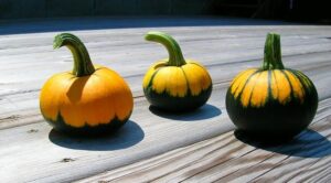 Comment savoir si une courge est mûre