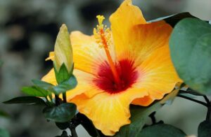 Comment tailler l'hibiscus de jardin