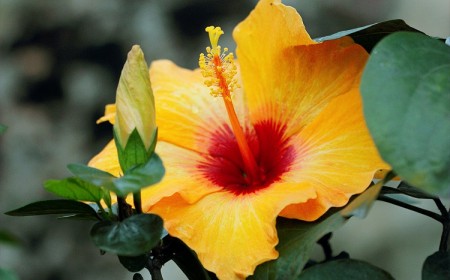 Comment tailler l'hibiscus de jardin