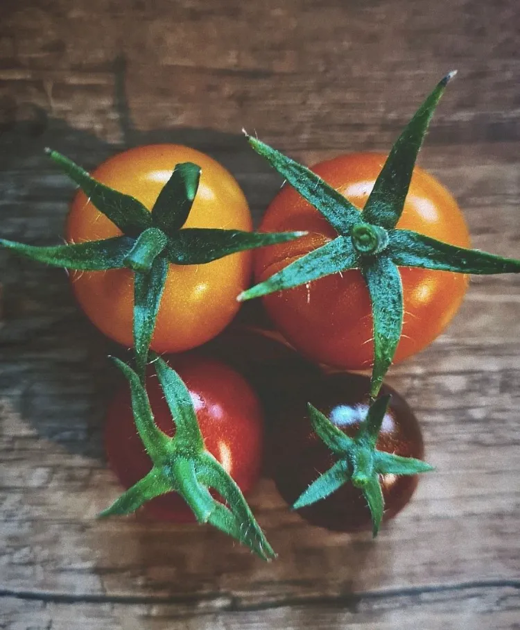 Comment utiliser les feuilles de tomates cuisine recettes jardin potager compost