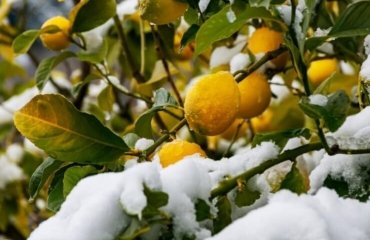 Est-ce que le citronnier résiste au gel