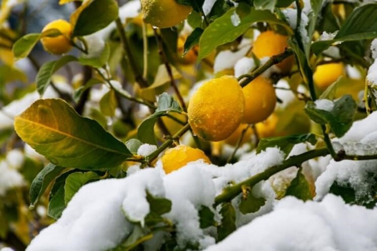 Protéger un citronnier du froid en hiver - Côté Maison