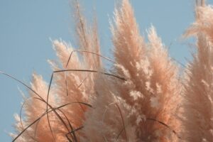 Faire sécher fleur de la pampa