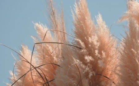 Faire sécher fleur de la pampa