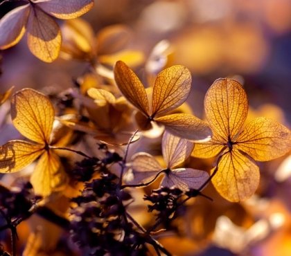 Hiverner les hortensias Les erreurs les plus courants qu’il faut absolument éviter