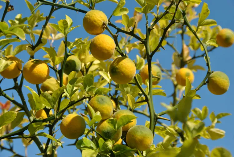 Poncirus trifoliata quand rentrer un citronnier 2022