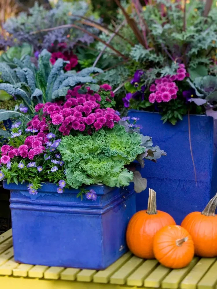 Que faut-il savoir sur la culture des fleurs en pot en automne fleurs d'automne pour balcon