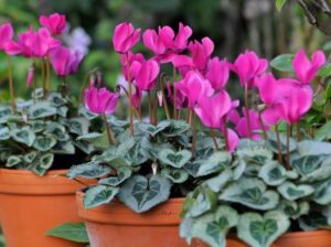 Quelle plante peut rester dehors en hiver