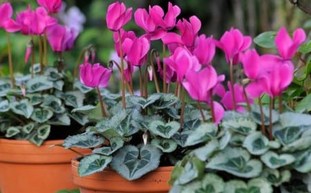 Quelle plante peut rester dehors en hiver