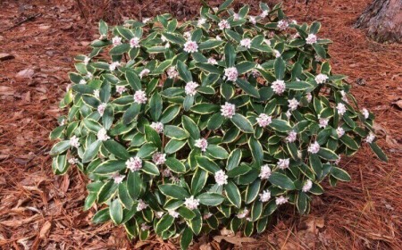 arbuste coloré en hiver daphne