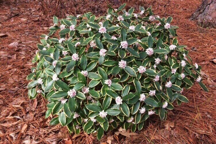 arbuste coloré en hiver daphne