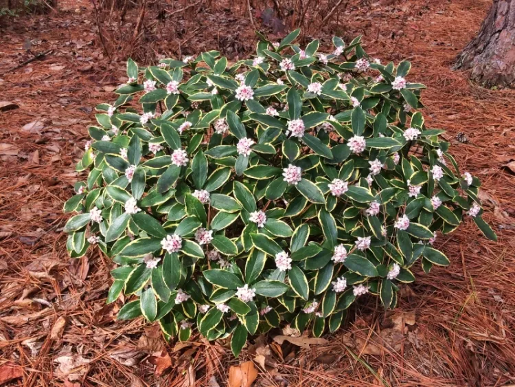 arbuste coloré en hiver daphne