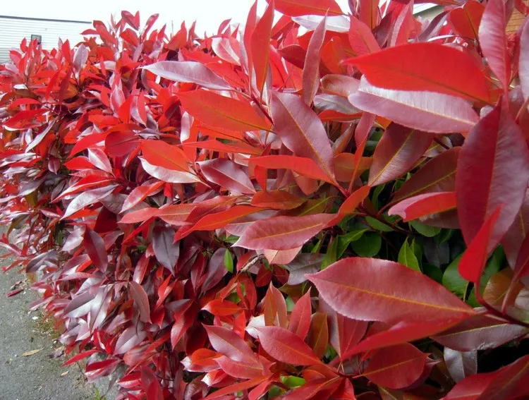 arbuste décoratif persistant Photinia arbustes persistants plein soleil