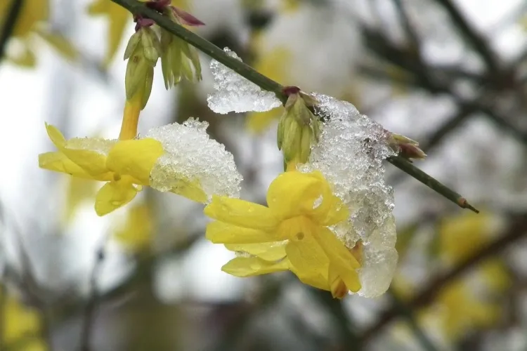 arbuste floraison hivernale jaune jasmine d hiver