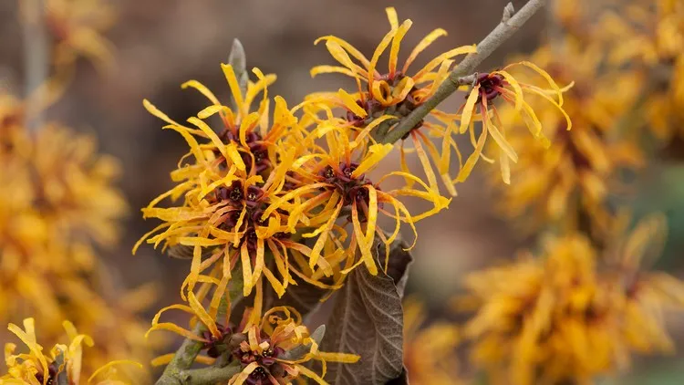 arbuste floraison hivernale jaune précoce hamamélis conseils entretien