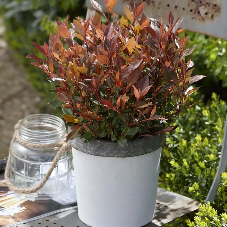 arbuste persistant plein soleil en pot résistant au froid photinia red robin balcon et terrasse