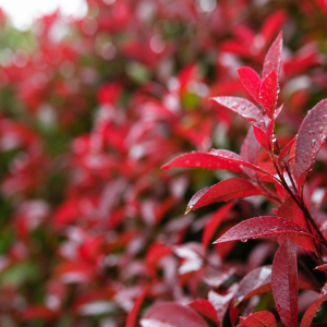 Leucothoe Scarletta feuilles rouges persistantes automne jardin
