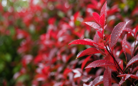Leucothoe Scarletta feuilles rouges persistantes automne jardin