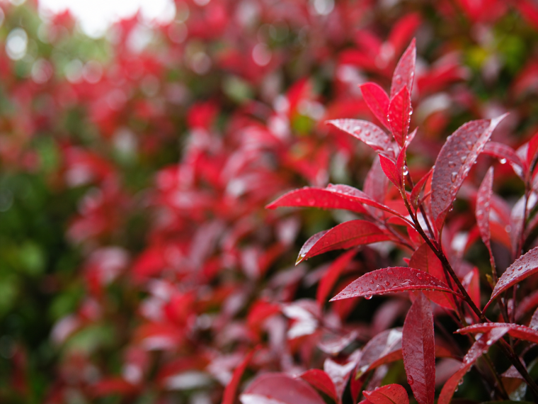 Leucothoe Scarletta feuilles rouges persistantes automne jardin