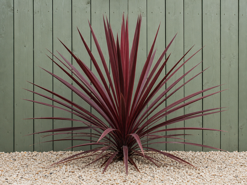 petit arbuste persistant jardin automne Cordyline Australis plante étoile rouge