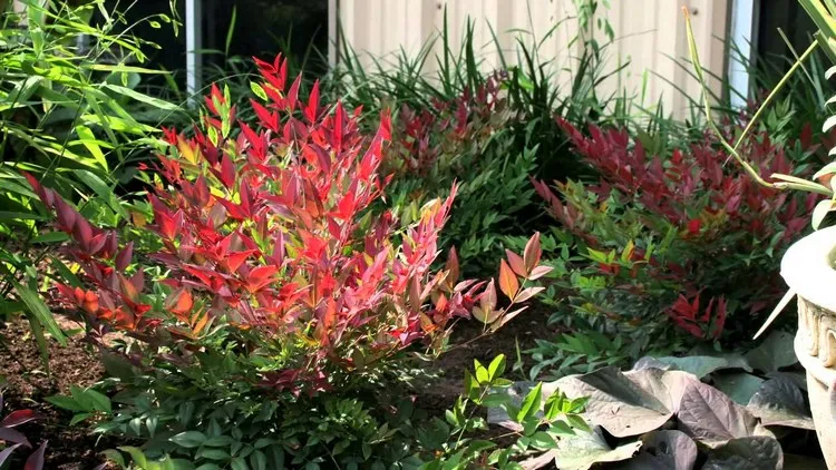 arbuste persistant rouge jardin automne dix variétés