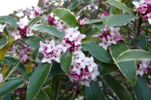 arbuste qui fleurit en hiver daphné odora arbustes à floraison hivernale parfumée